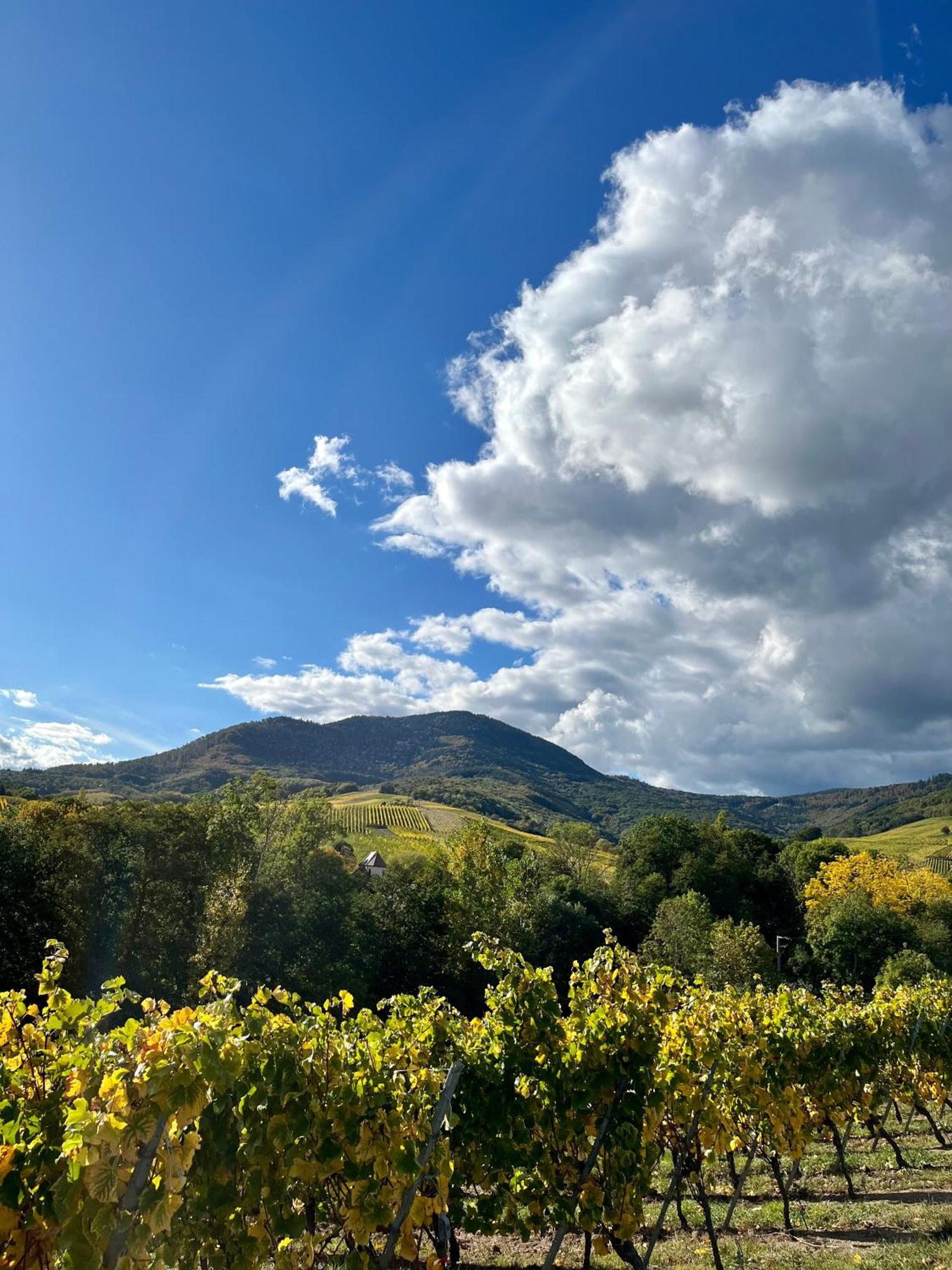 Alojamento de Acomodação e Pequeno-almoço Du Vigneron - Domaine Leon Bleesz Reichsfeld