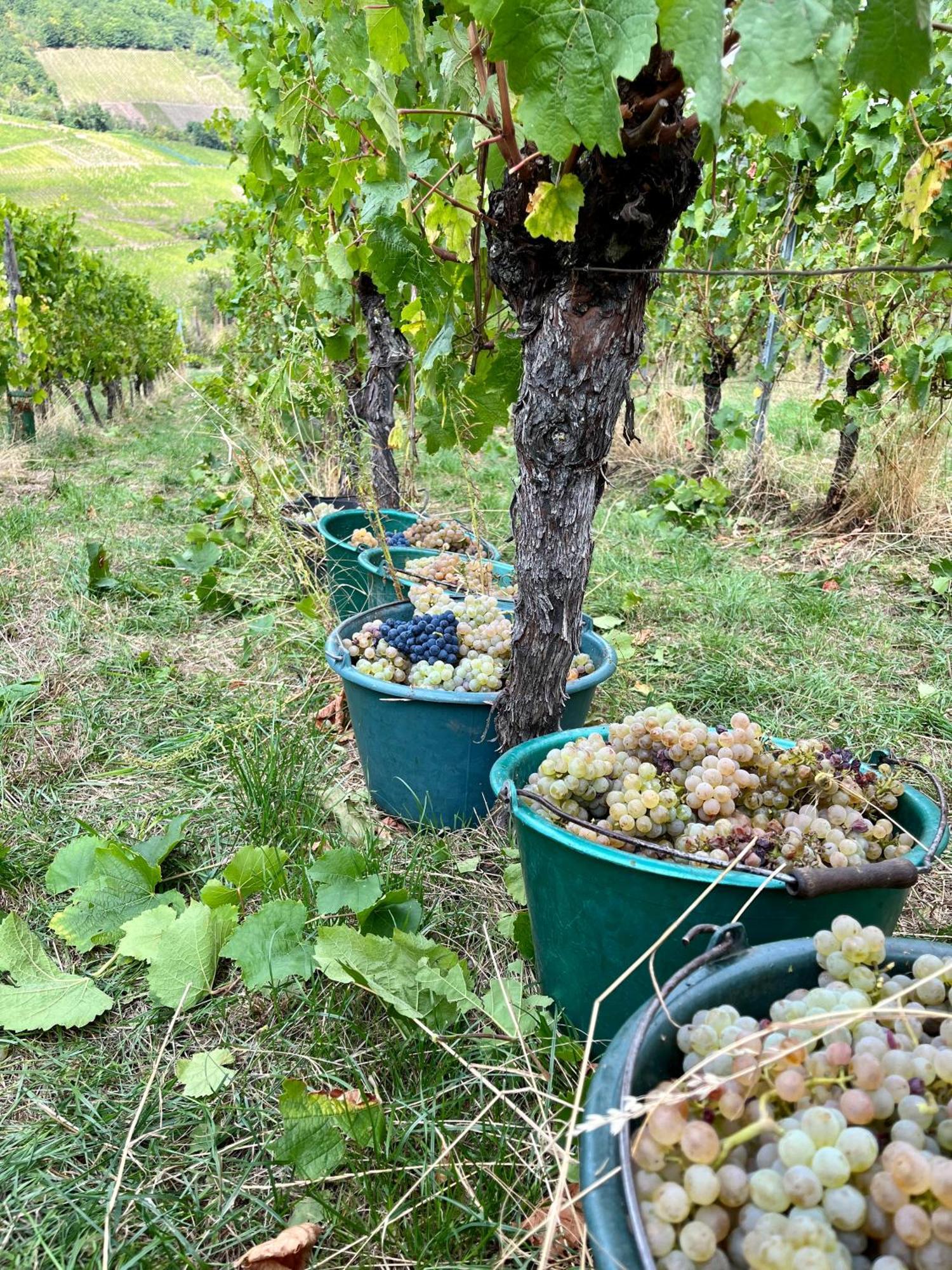 Du Vigneron - Domaine Leon Bleesz Alojamento de Acomodação e Pequeno-almoço